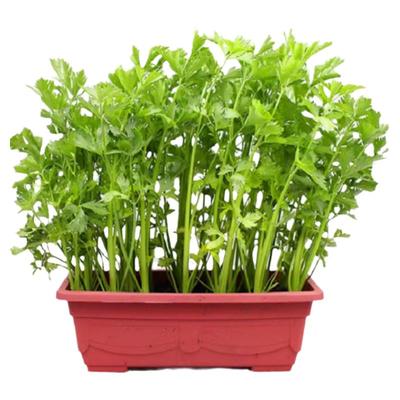 芹菜苗秧批发皇后西芹苗实心四季
