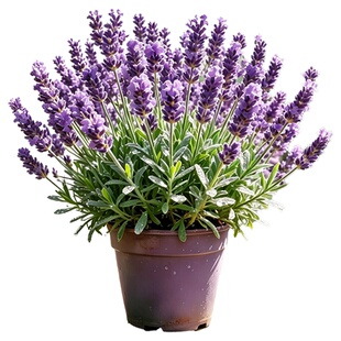 薰衣草盆栽带花卧室内驱蚊驱虫绿植物客厅四季好养清芳香花卉大苗