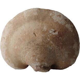 三京堂白灵芝长白山整枝白灵芝片林芝玉芝切片野外生长250g