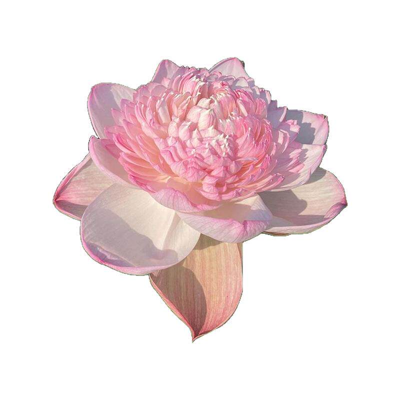 观赏荷花种藕池塘莲苗盆栽