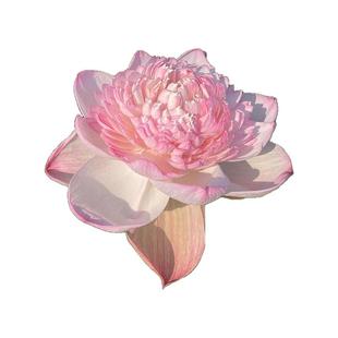 观赏荷花种藕池塘莲藕种苗荷花盆栽水养睡莲四季开花碗莲水培植物