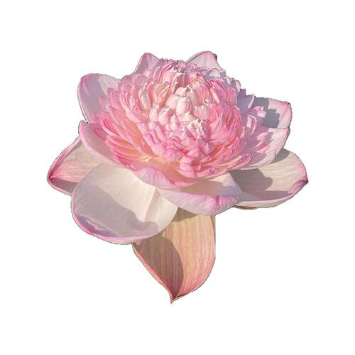 观赏荷花种藕池塘莲藕种苗荷花盆栽水养睡莲四季开花碗莲水培植物