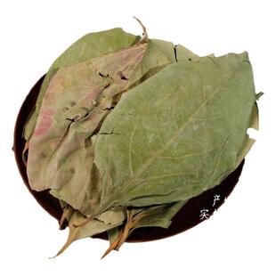 柿子叶中药材药用中草药材大全干货柿树叶新鲜整张霜柿叶可泡水茶