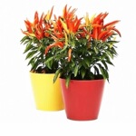 寿光特辣红小米辣椒苗秧朝天椒白小米辣指天椒四季盆栽阳台带土球