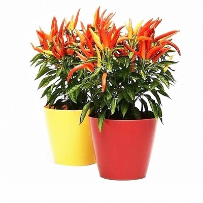 寿光特辣红小米辣椒苗秧朝天椒白小米辣指天椒四季盆栽阳台带土球