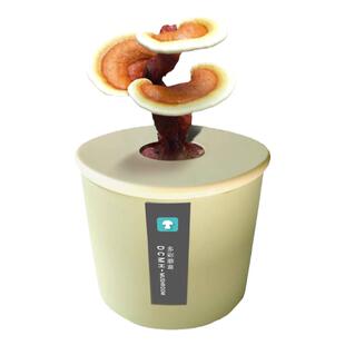 平菇蘑菇菌包蘑菇种植包种植蘑菇蘑菇种子菌菇包种菌种蘑菇盒子