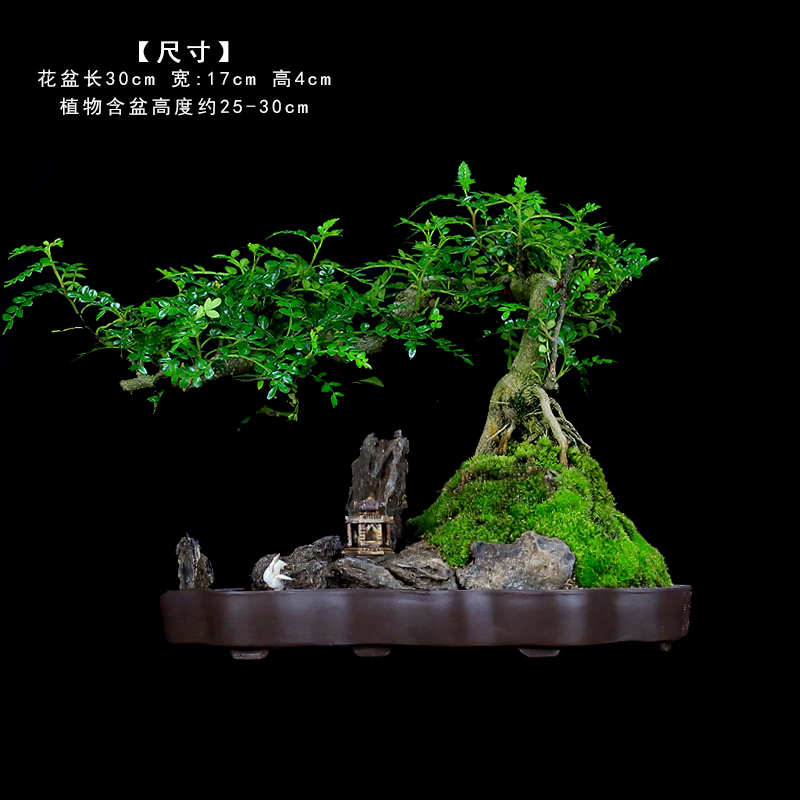 清香木盆景植物老桩室内绿植悬崖式造型山水假山树桩胡椒木盆栽