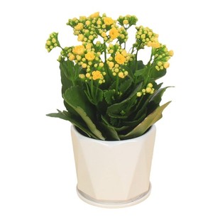 长寿花盆栽重瓣花苗四季开花的花带花苞观花植物室内大盆花卉好养