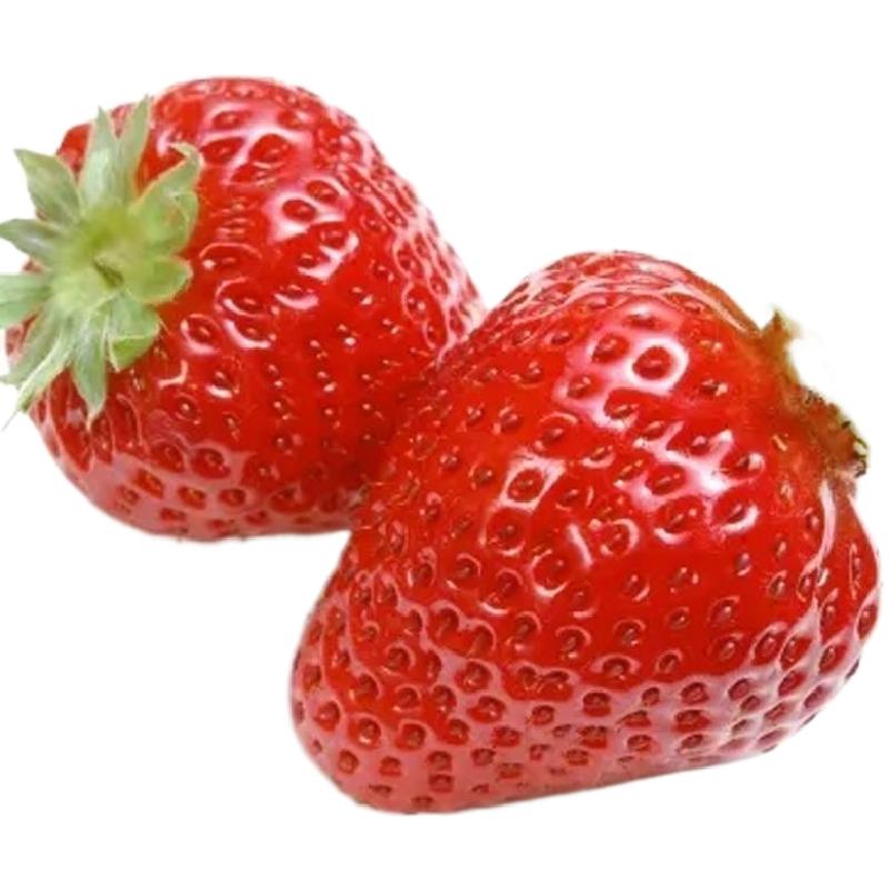 草莓苗子草莓秧苗四季蔬菜苗