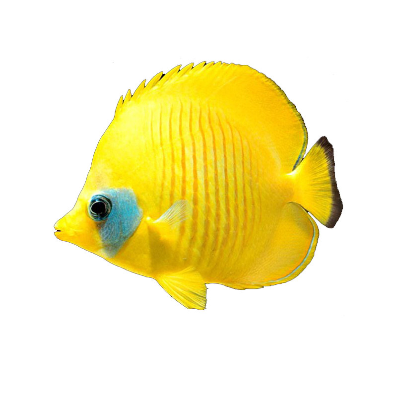 活体黄金蝶鲽鱼海缸海水鱼养定