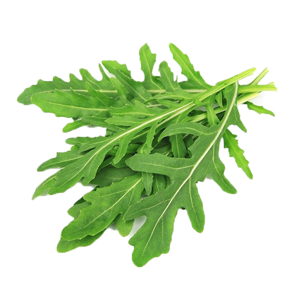 意大利芝麻菜做沙拉阳台盆栽四季