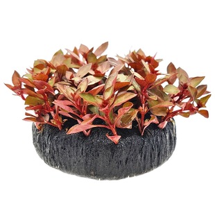 水草菊花水草缸定植造景植物活体懒人观赏套餐真草坨草宫廷血心兰