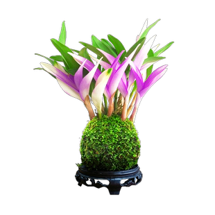 七彩香水石斛 现带花四季好养兰花绿植浓香石斛现带花净化空气