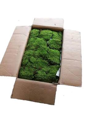 果藓赐苔藓价格便宜漂亮