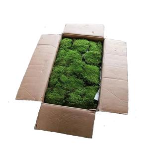 青苔苔藓植物鲜活园林庭院青苔批发工程乌龟造景微景观白发藓盆景