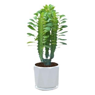 招财镇宅龙骨植物盆栽办公室室内客厅多肉好养好活净化空气玉麒麟