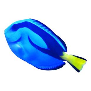 【植素源】海水鱼吊类蓝吊三角吊海缸珊瑚缸除藻多莉养定检疫开口