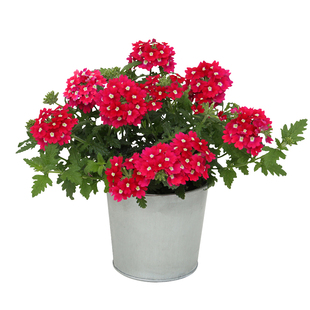 美女樱种子100粒铺地锦四季绣球花籽长花期花坛室外阳台盆栽春播