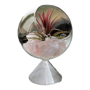 空气凤梨植物办公室内工位桌面小盆栽创意摆件无土绿植懒人好养活