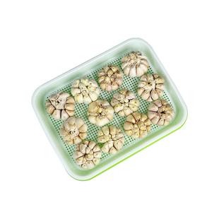 蒜苗蒜黄种植盆发豆芽菜芽苗菜家用育苗盘盒专用水培器皿种蒜神器