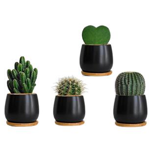 仙人掌室内小盆栽仙人球多肉植物精品种大全桌面绿植花盆稀有金冠