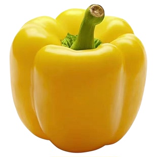 高产多彩甜椒秧苗种子辣椒红黄绿方椒太空椒春秋四季阳台盆栽圆椒