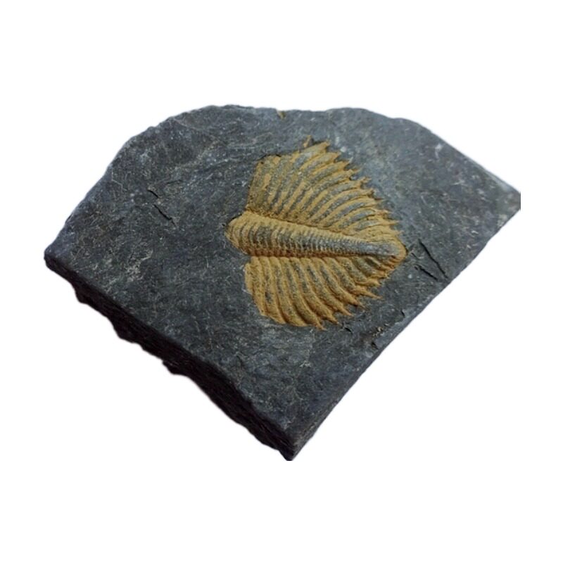 天然古生物三叶虫化石