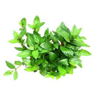 南美叉柱花前景真水草造景迷你日本矮珍珠爬地装饰包活到家活体草