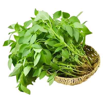 大叶荆芥菜种籽苗盆栽猫薄荷四季大叶荆芥种子野菜荆芥种籽春季孑