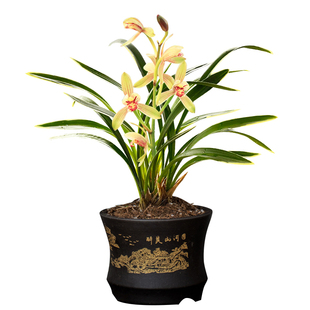 建兰禅月达摩兰花盆栽现带花苞精品兰花苗办公室阳台超香花卉绿植