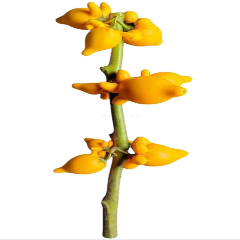 基地新鲜现剪正宗五代果鲜花干放