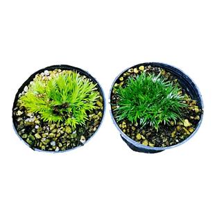 金钱菖蒲盆景水培好养黄金姬贵船苔龟缸造景室内水养附石绿植盆栽