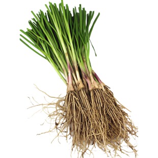 四季宽叶土红根韭菜根苗紫根独根红新韭菜大叶老品种细叶小叶香韭