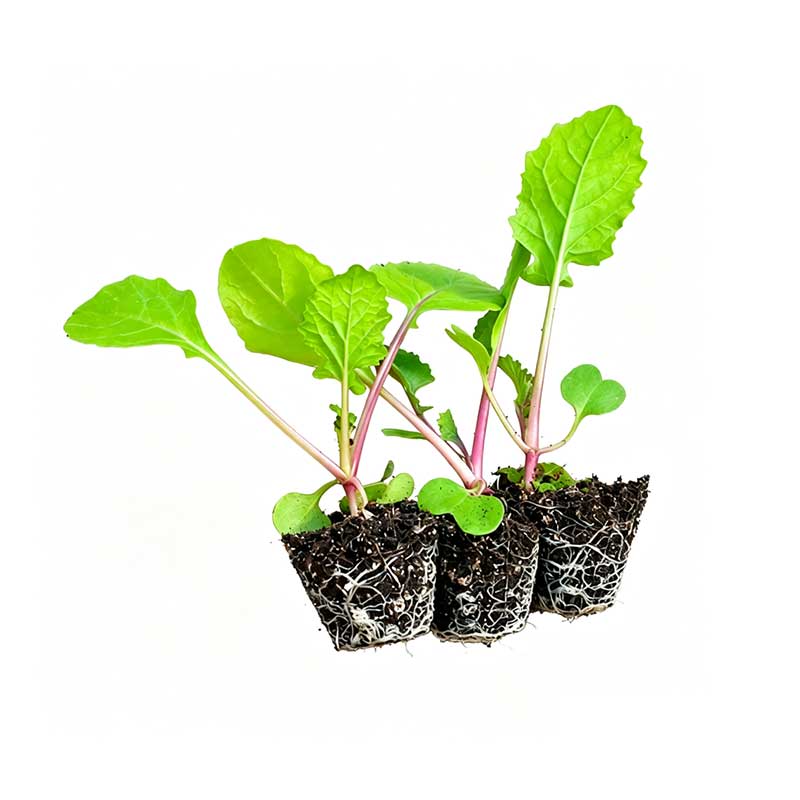 耐寒红菜苔苗秧苗带土正宗湖北洪山早熟老品种种籽子秋冬蔬菜苗