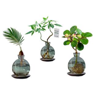水培植物绿植盆栽发财树小盼菩提铁树室内好养办公室桌面禅意盆景