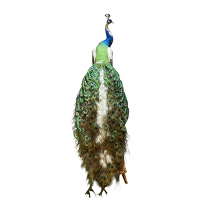 孔雀标本摆件玄关摆件真羽毛客厅婚庆会所拍摄道具教学装饰工艺品