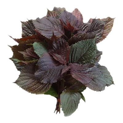 紫苏四季播阳台盆栽易种植