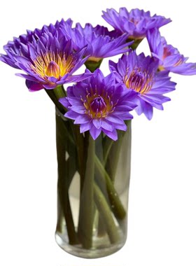 10支紫色睡莲鲜花水养鲜切花家庭办公室插花广州基地批发新鲜直发