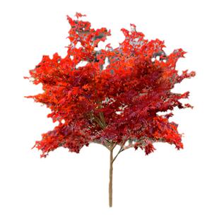 日本红枫庭院树苗室内客厅盆栽别墅四季红舞姬耐寒植物矮化造型树