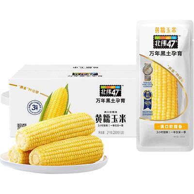 北纬47°黄糯鲜食玉米