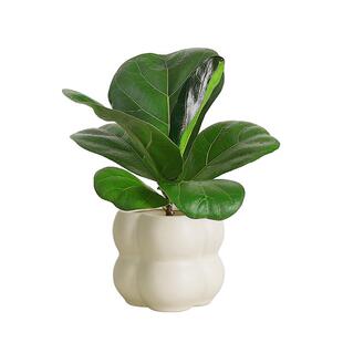 琴叶榕盆栽植物室内办公室绿植常青大叶植物花卉小盆栽客厅好养活