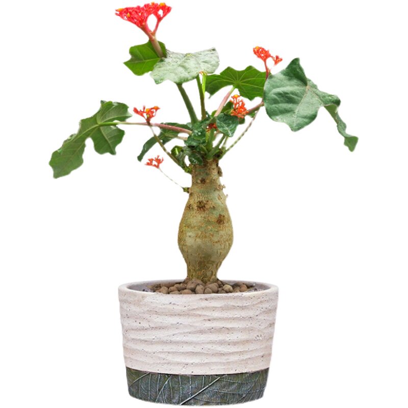 佛肚海棠多肉块根盆栽组合植物大肚海棠花苗阳台绿植美观净化空气