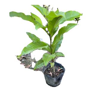 黄兰树苗嫁接白玉兰盆栽实生苗四季南北方可种黄桷兰当年开花