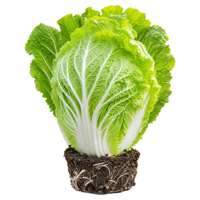秋冬黄心大白菜苗娃娃菜苗山东胶州耐寒蔬菜苗带土老品种秧苗种子