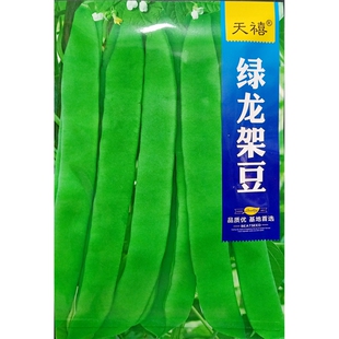 天禧绿龙架豆种子大长宽荚豆角芸豆搭架爬藤早熟菜豆50克约100粒
