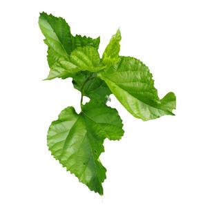 大小桑叶顺蚕叶金丝速发蚕卵丰树苗新鲜桑七彩蚕宝宝叶嫩套装小蚕