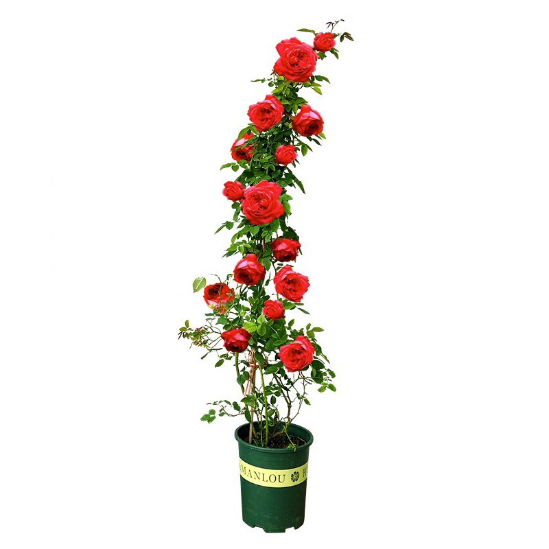 爬藤月季浓香型庭院四季开花月季