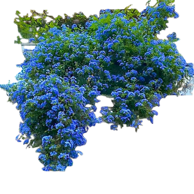 蓝雪花爬藤大苗带花发货
