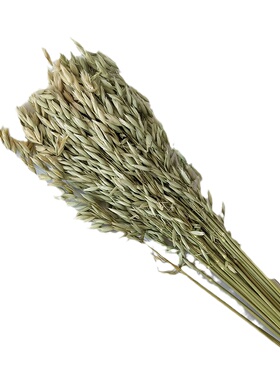 燕麦干花真花风干diy花束配材