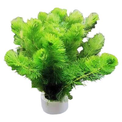 绿菊小坨草乌龟缸鱼缸造景专用水草植物增氧净化水质阴性后景真草